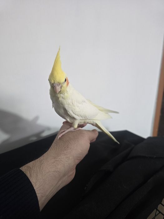 Кореллы птенцы молодые