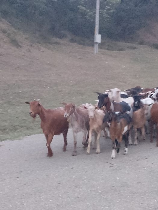 De  vânzare 10 oi