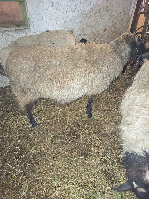 Vând oi fătate cu miei