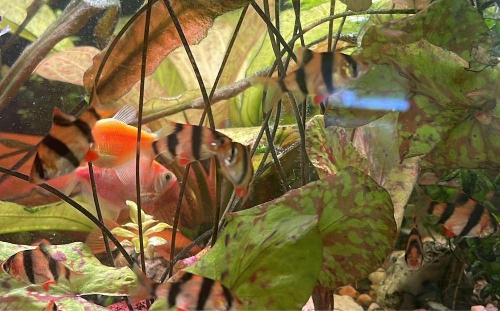 Продаются рыбки разные