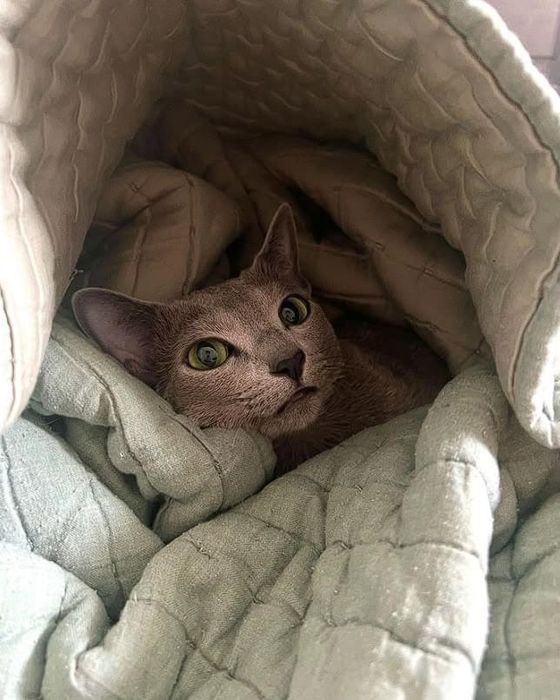 Котёнок русская голубая