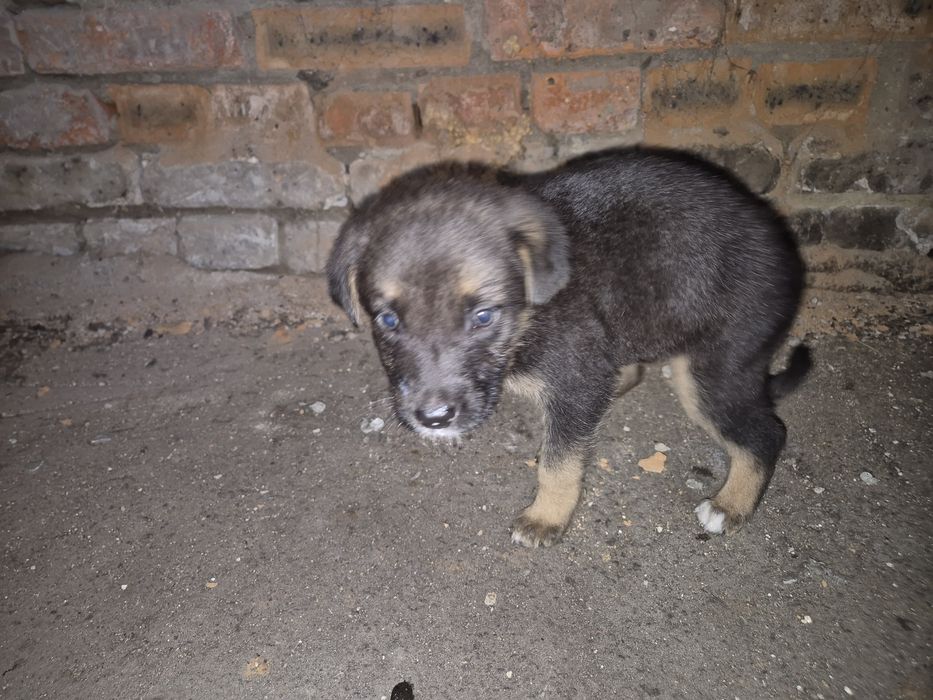 Щенки только в добрые ручки