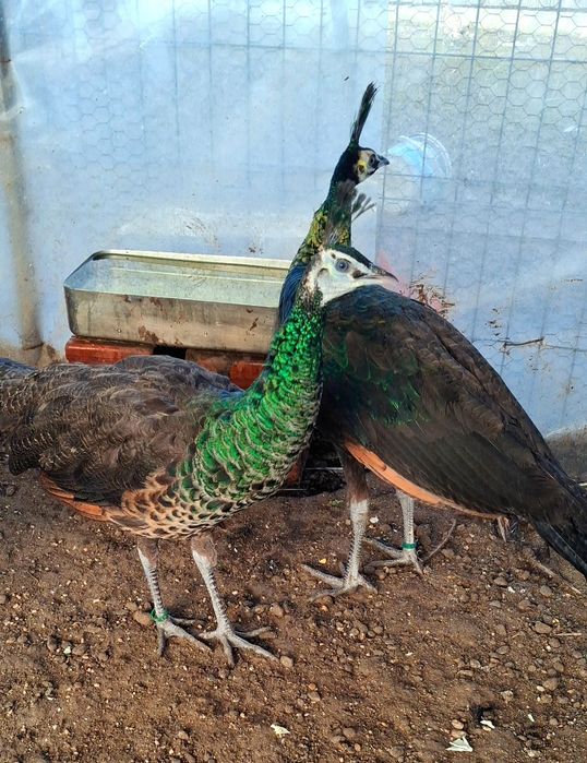 Femele de paun Violet și Spalding