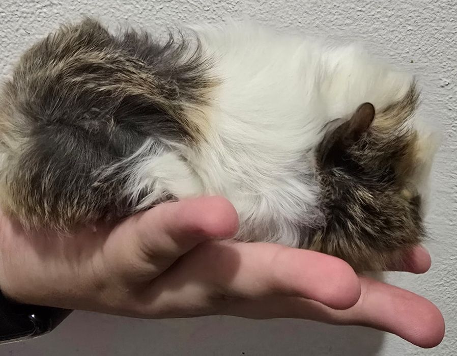 Porcusori de guineea