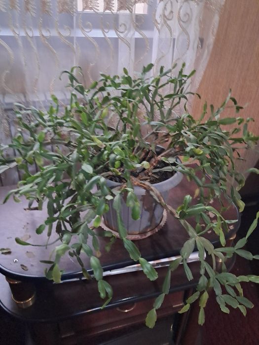 Продам большие комнатные цветы