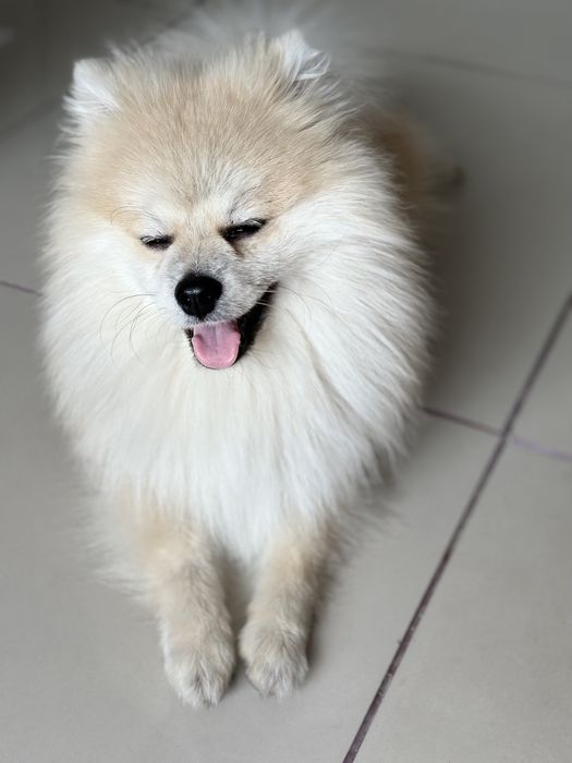 померанский шпиц