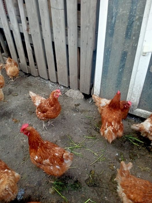 Продам курей только оптом
