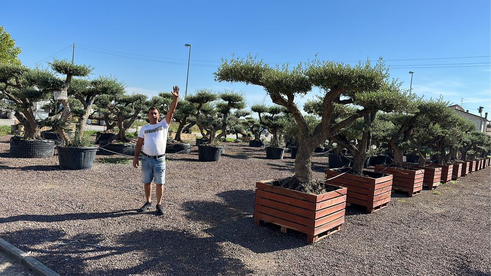 Plante ornamentale Tuia smaralgd