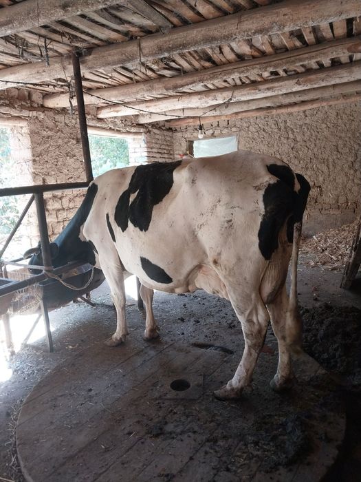 sigir sotiladi сигир