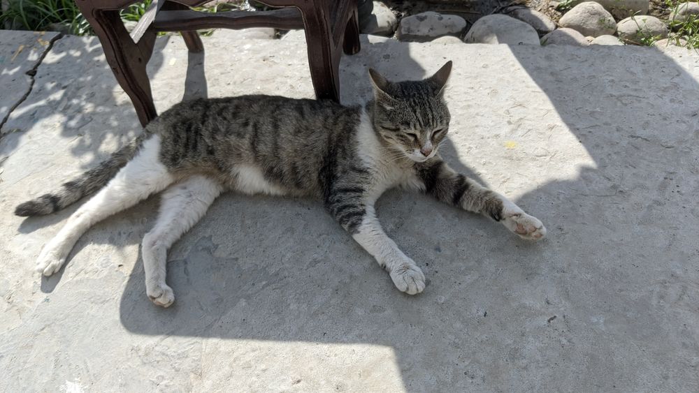 Кошка даром. 'Самовывоз