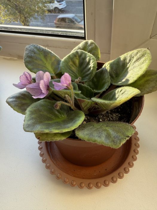 Фиалки комнатные