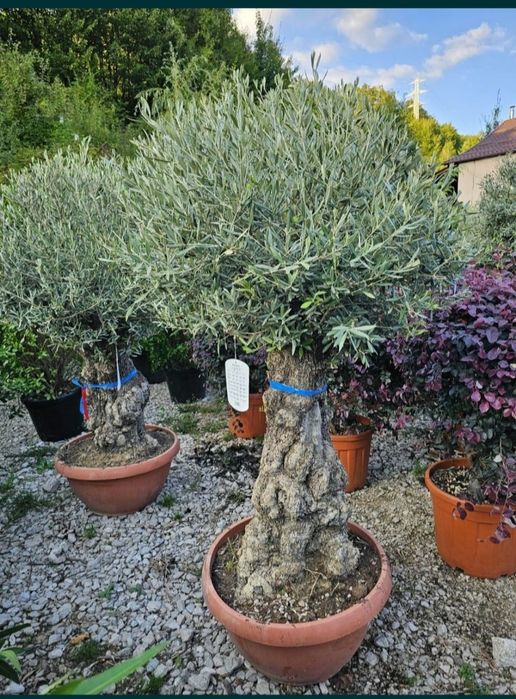 Plante ornamentale de gradina