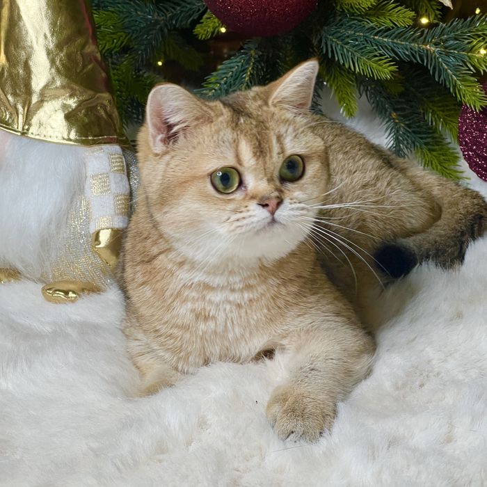 Девочка  золотая шиншилла