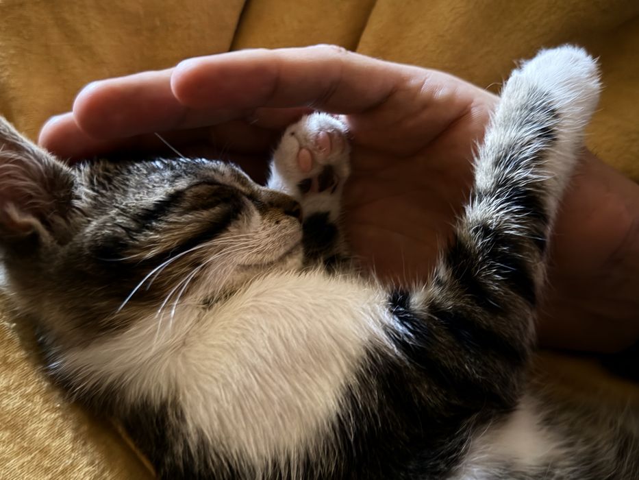 Motanel Extrem de Lipicios pentru adoptie