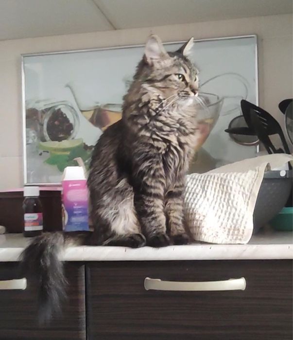 Отдам даром Сибирскую кошку