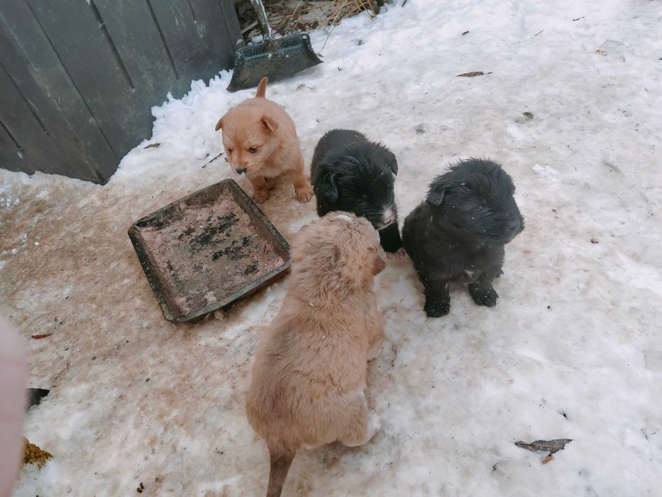 Donez spre adopție 7 cățeluși frumoși și mâncăcioși