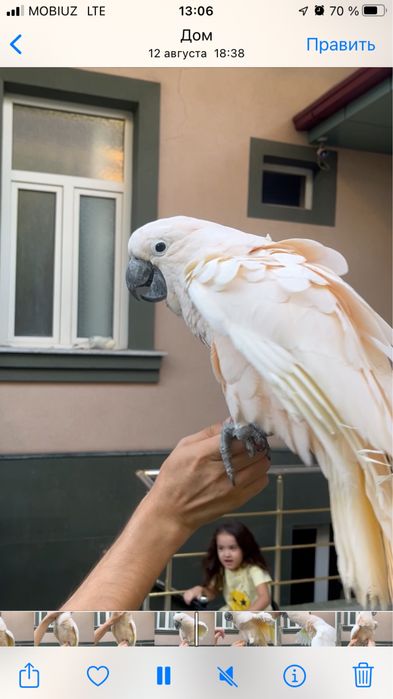 To’ti Popugay  kakadu malokski ruchnoy sotiladi