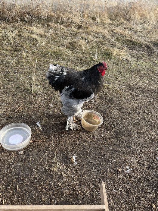 Продам бойцовый петух