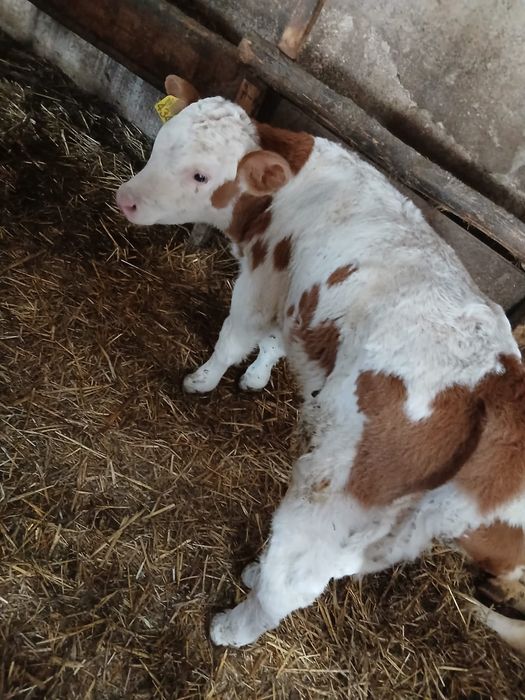 Vând viței și vitele