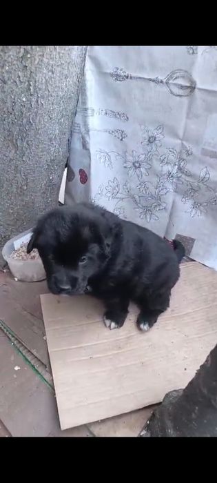 Отдам щенка в добрые руки, девочка