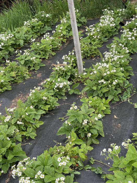 Căpșuni și fragi de padure !!