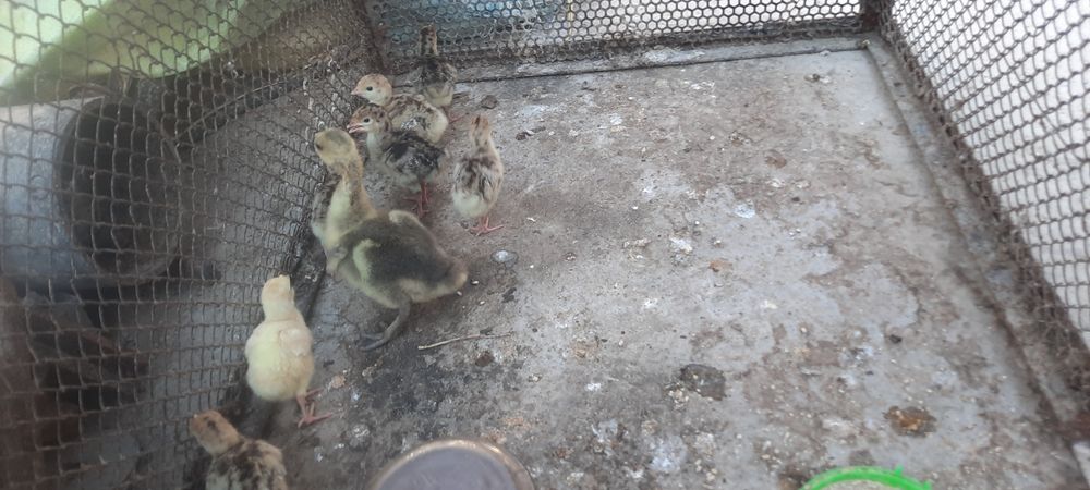 Gusi sotiladi kurka joja ham sotiladi