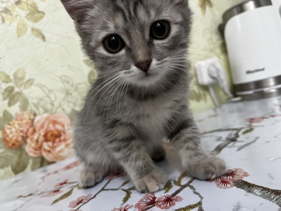 Отдам даром котенка