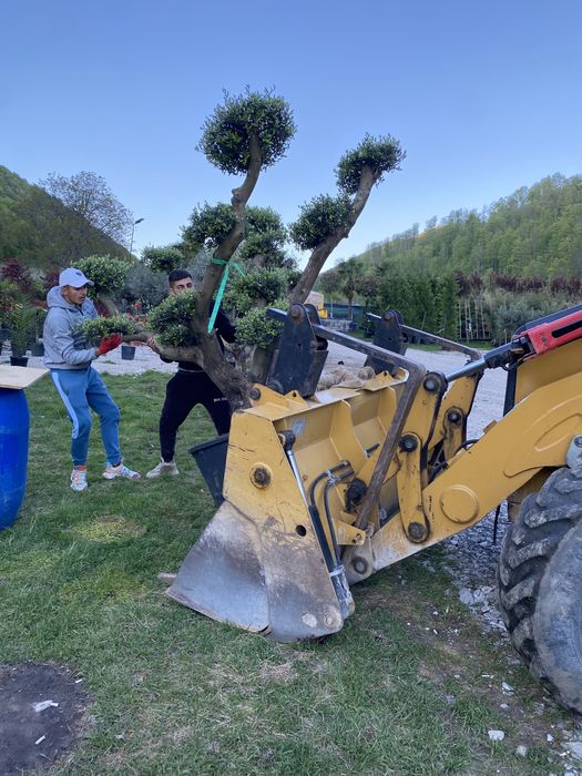 Bonsai din măslini si plante pe stoc