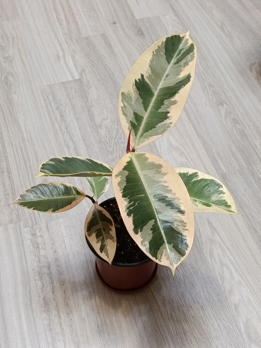 В продаже комнатные цветы