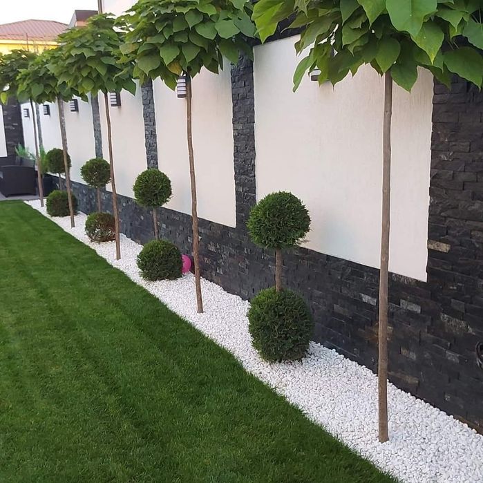 Plante ornamentale tuia