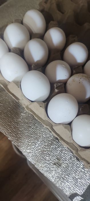 Яйцо домашнее куринные