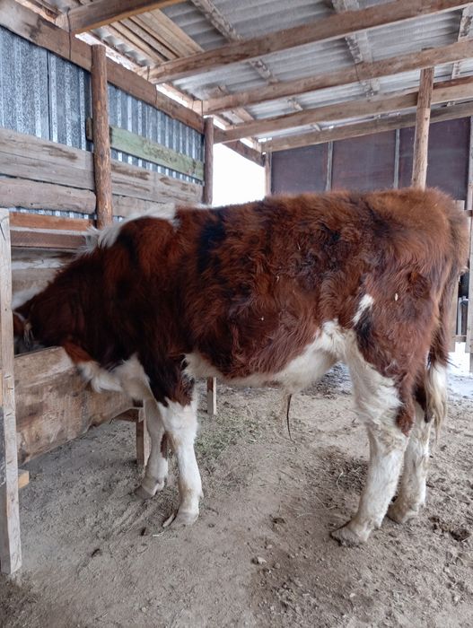 Бұқа семіз порода