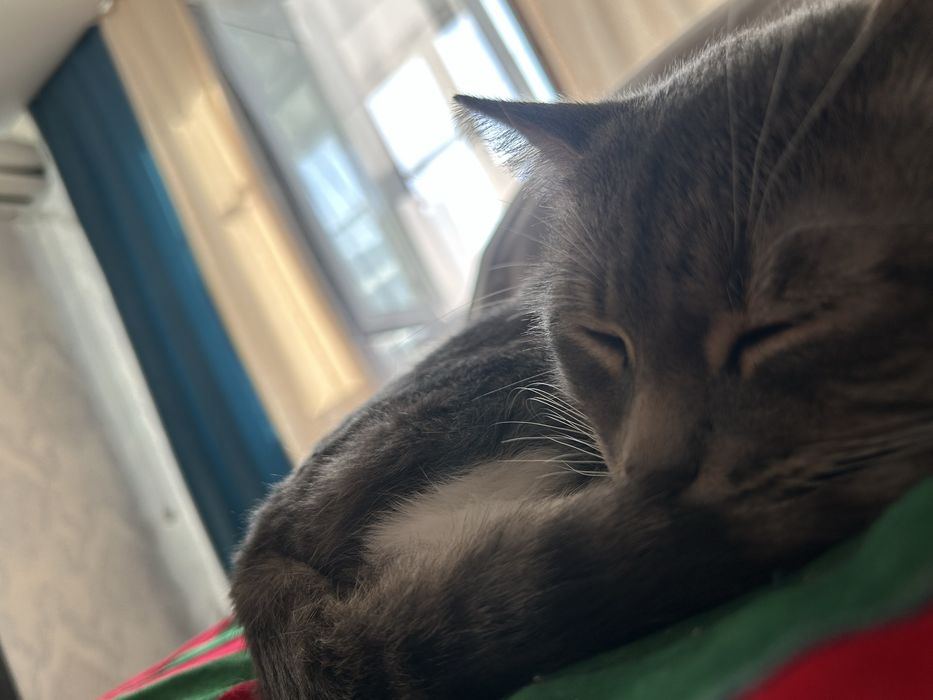 Отдаем кота в хорошие руки