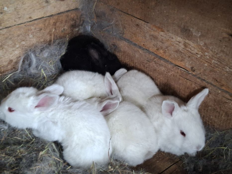 Iepuroaica cu pui