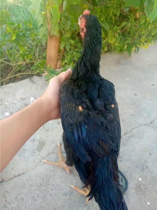 Dakan juja kulanggi zoti otasi besh yarim kelo bulgan kami bor