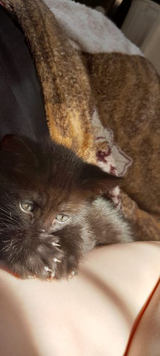 Дарю котят черных