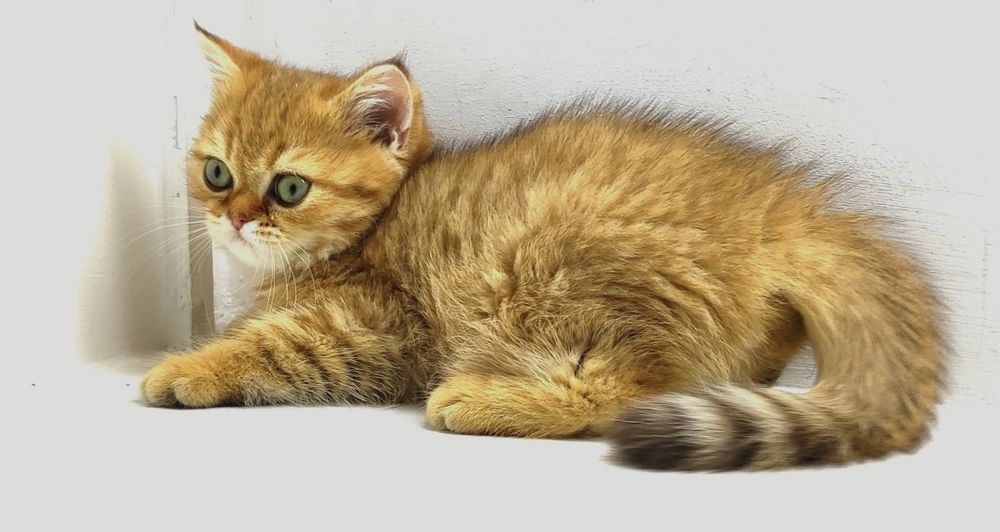 БритАнскИе КотЯта