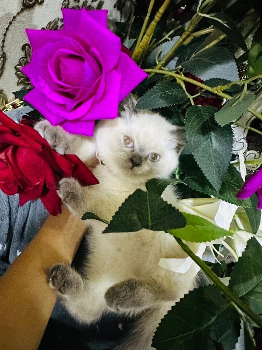 Продаю котёнка девочку