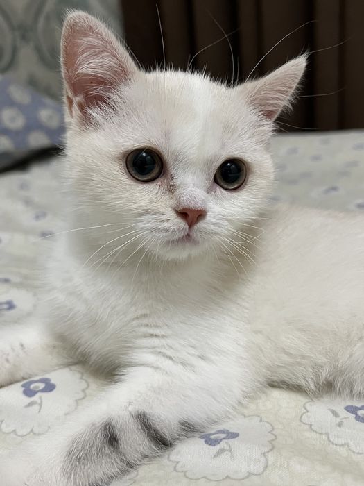 Скоттиш Страйт