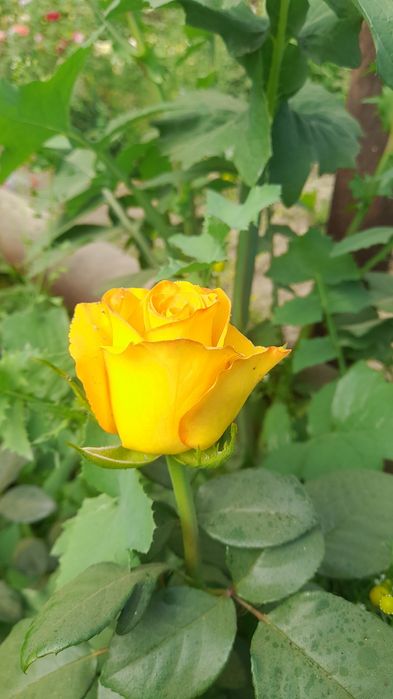 Англиские и Голландские розы