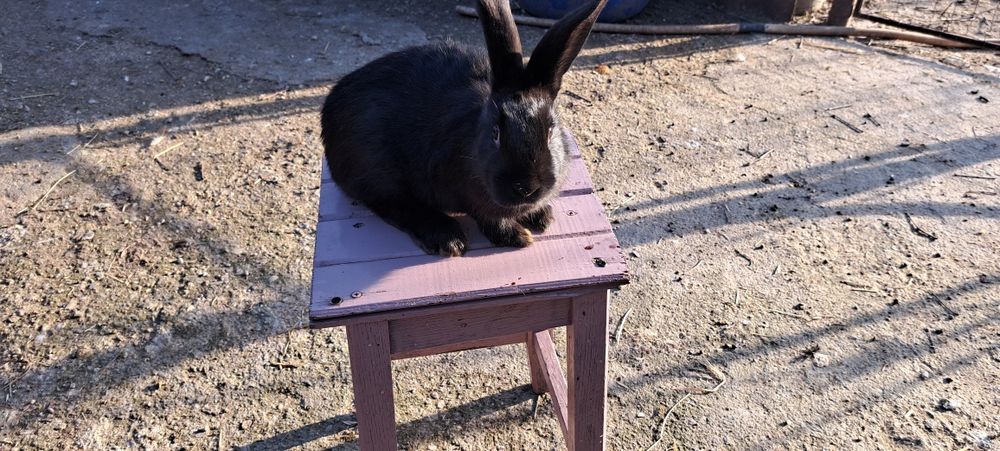 Vând iepuri de casă