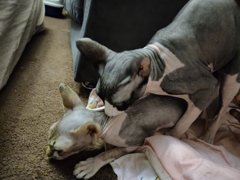 Вязка канадский сфинкс