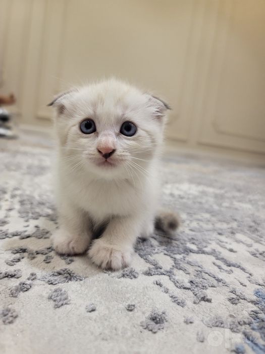 Продаётся котёнки 1 месяц &
