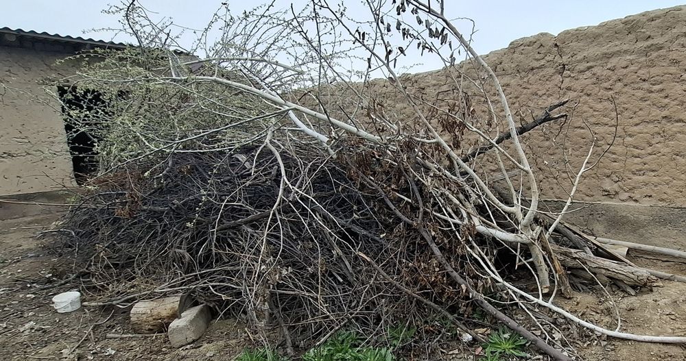 Дрова / Отын ағаш