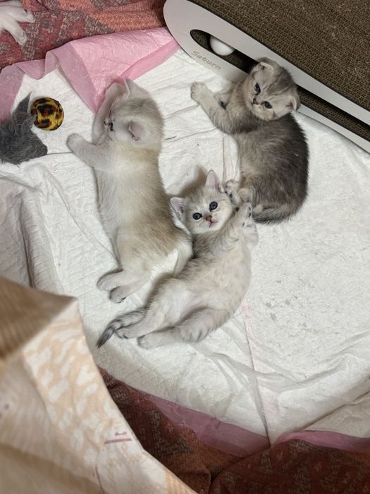 Открыта бронь на котят
