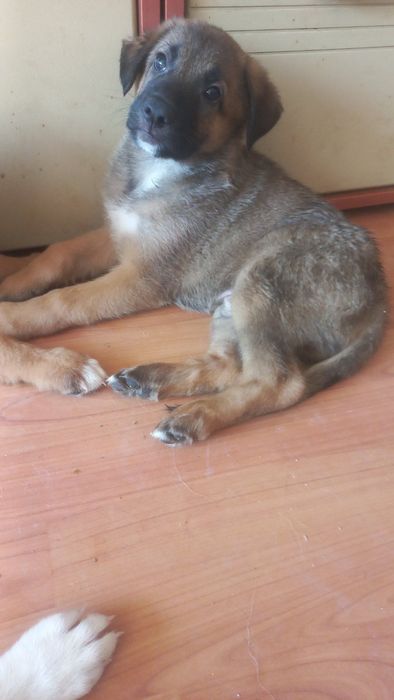 Подаряваме малки и големи кученца