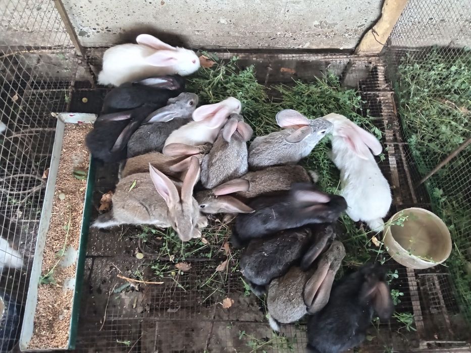 Quyonla sotiladi 50 mingdan 400 yuz mingacha