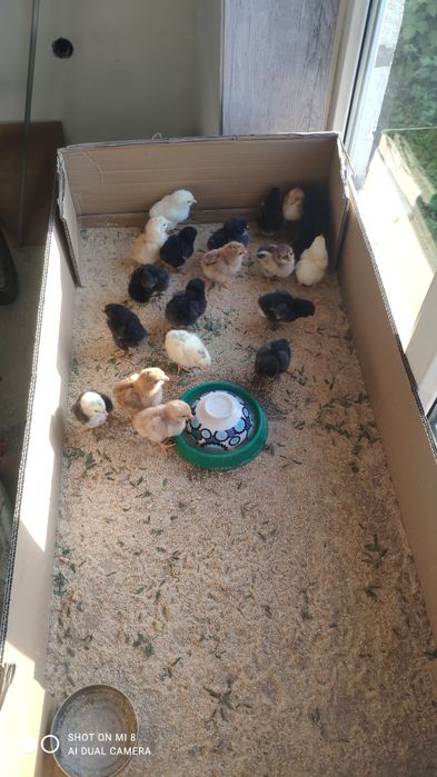 Продам квочку с цыплятами
