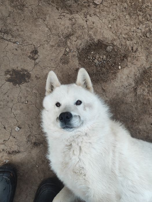 Белый хаски , кабель