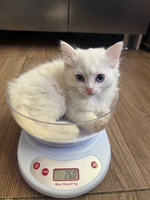 Котята, возраст 2 месяца